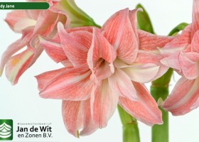 hippeastrum Lady Jane (2)